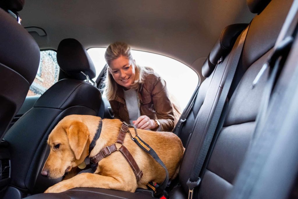 como transportar pet no carro